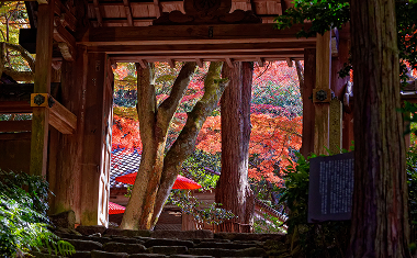 画像：瑞宝寺公園